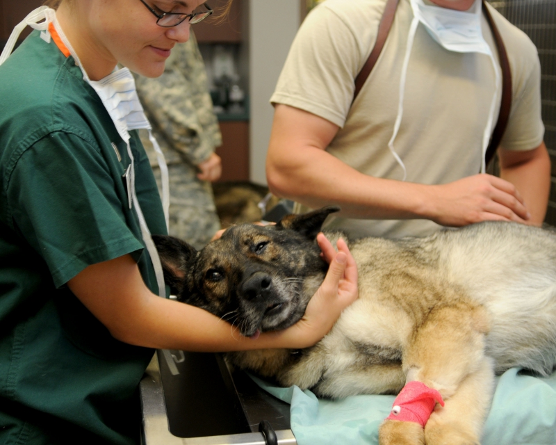 veterinaire--min_puppy-dog-animal-canine-care-medicine-1137660-pxhere.com